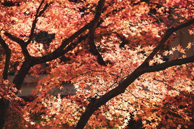 Close-up of cherry blossom tree during autumn