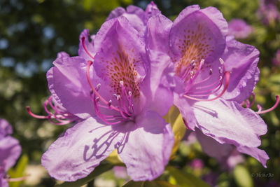 Close-up of flowers blooming outdoors