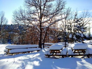 Snow covered trees in winter