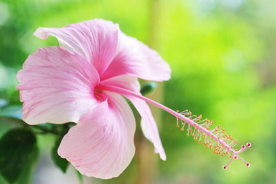 Close-up of pink hibiscus flower