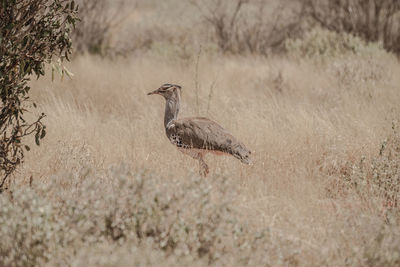 Bird perching on a field