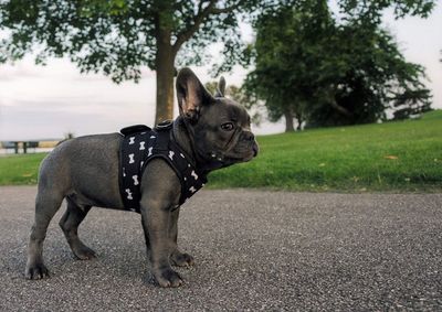 Close-up of dog on road