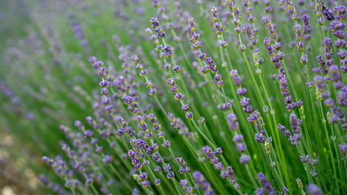 Beautiful blue petals of lavender flower blossom in row at field, selective focus and closeup photo