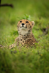 Close-up of cheetah cub lying looking up