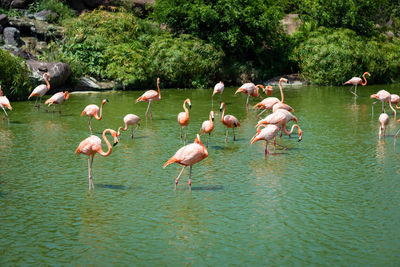 Flamingo in a lake