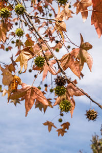 Autumnal leaves against sky