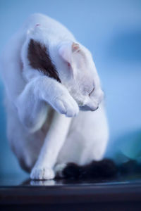 Close up white cat on the table