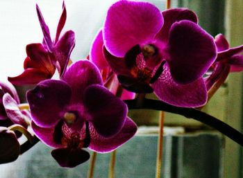 Close-up of pink orchid