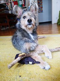 Portrait of dog sitting on floor at home