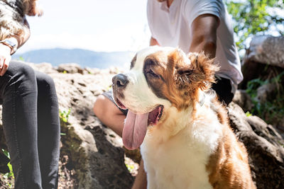 Close-up of dog