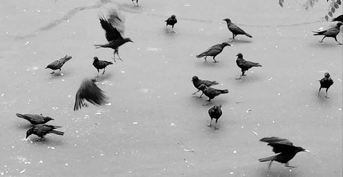 High angle view of birds flying in water