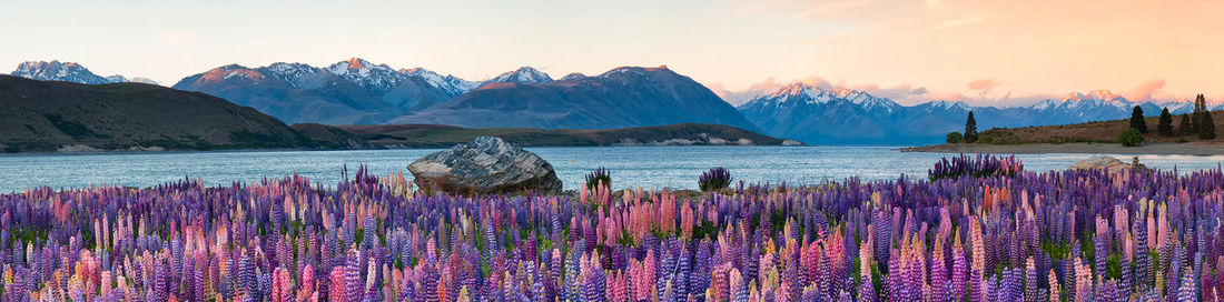 Panoramic view of lupines growing against lake tekapo