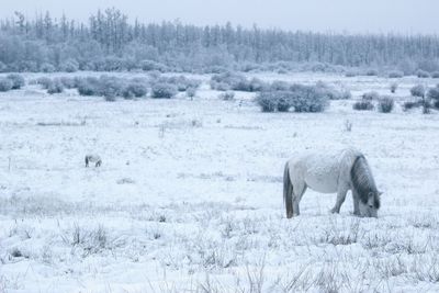 White horse on snow covered field