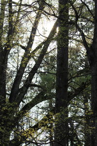 Low angle view of trees in forest