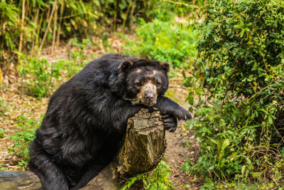 Black dog in forest
