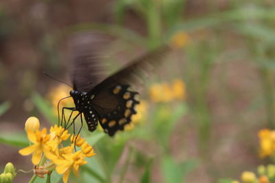 Close-up of butterfly on yellow flower