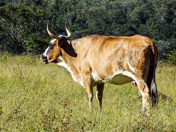 Cow standing in a field