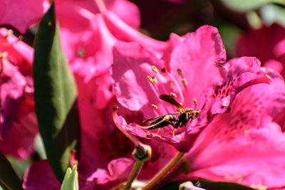 Close-up of pink flowers