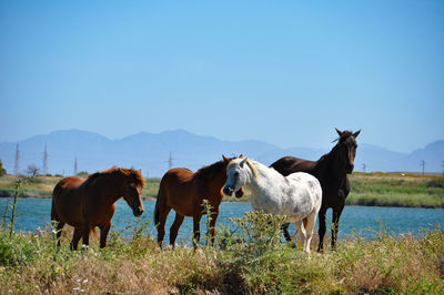 Horses on a field