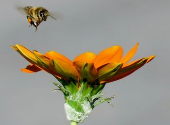 Close-up of bee on flower over white background