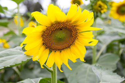 Close-up of sunflower