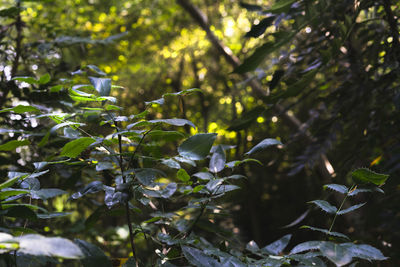 Close-up of leaves on tree in forest