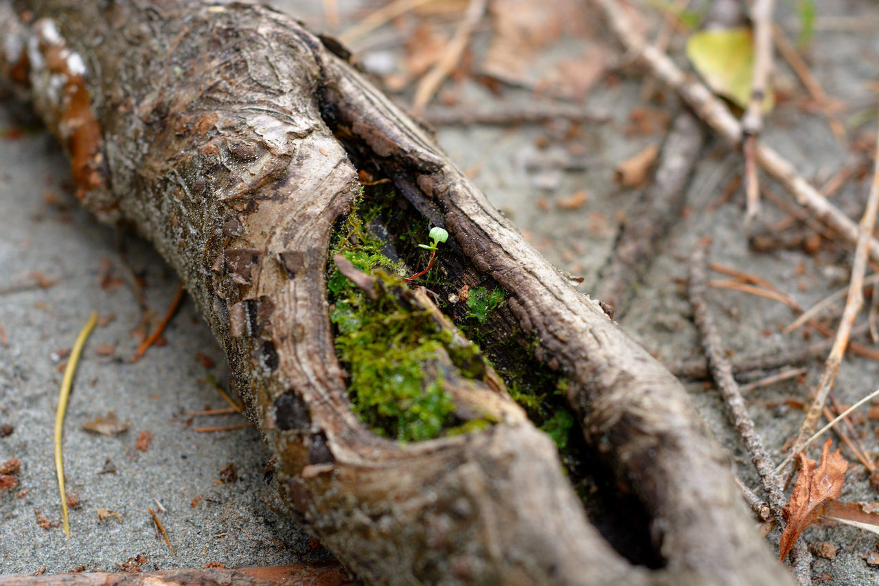 CLOSE-UP OF A TREE TRUNK