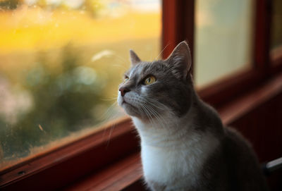 Close-up of cat looking away