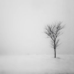 Bare trees on snow covered landscape