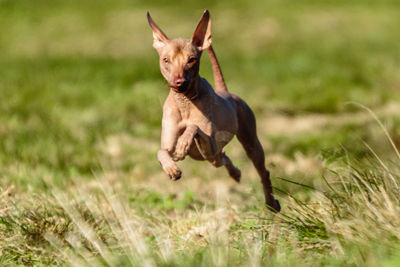 Peruvian hairless dog running straight at the camera on green field