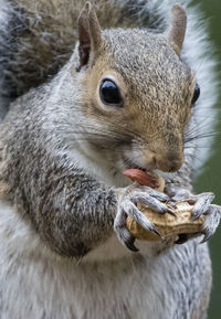 Close-up of squirrel