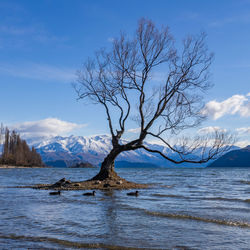 Bare tree by snowcapped mountain against sky