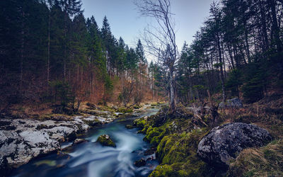 Stream passing through forest