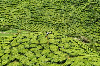 High angle view of rice paddy