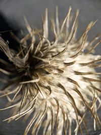 Close-up of dried plant