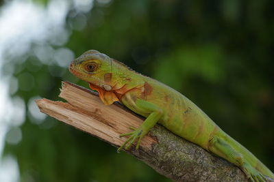 Close-up of lizard on tree