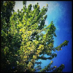 Low angle view of trees against sky