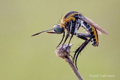 Close-up of insect perching on flower