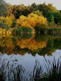 Reflection of trees in lake against sky