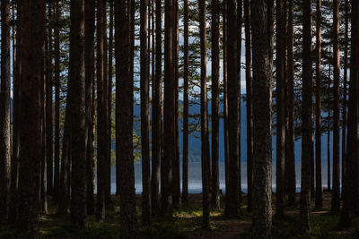 Pine trees in forest against sky