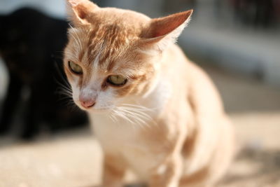 Close-up of a cat looking away