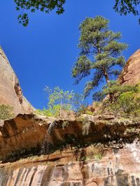 Low angle view of trees against blue sky