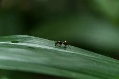 Bronze/metallic ant on a lone leaf