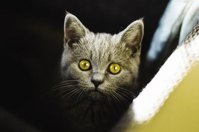 Close-up portrait of cat at home