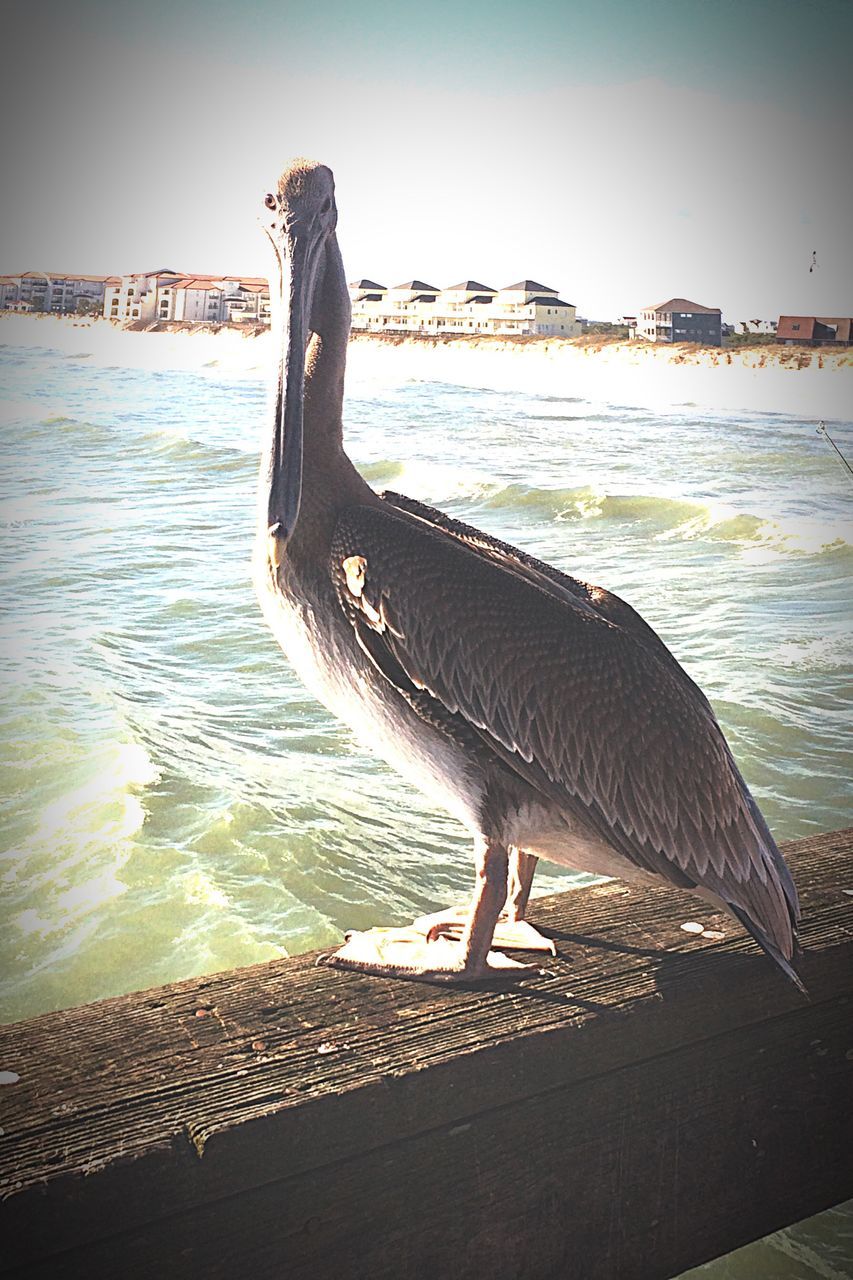 water, sea, full length, beach, clear sky, shore, one person, nature, tranquility, relaxation, sky, standing, sunlight, rippled, tranquil scene, day, pier, outdoors, rear view, railing