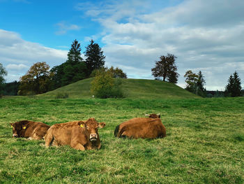 View of sheep on field against sky