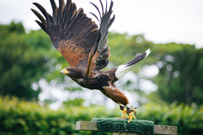 Close-up of eagle flying against tree