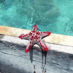 High angle view of starfish on wood