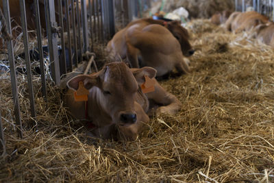 Calves in a exhibition