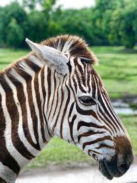 Close-up of a zebra